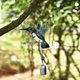 thumbnail image 4 of 3 Pack Crystal Prism Ball Indoor Window Crystals Window Ball, Hummingbird Sunlight Ball Prisms, Hanging Crystals Ornament Decoration For Home, Garden, 4 of 5