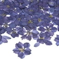 thumbnail image 1 of Paquete de 24 flores secas prensadas para resina, flores naturales secas para manualidades/joyería/jabones/scrapbooking/velas/resina epóxica/marcos de fotos [Púrpura oscuro], 1 of 1