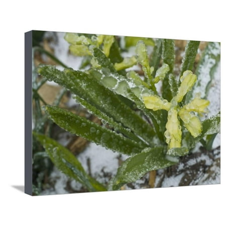 Freezing Rain Coats a Flowering Plant in a Layer of Ice in Early Spring in Colorado Stretched Canvas Print Wall Art By Jon Van de
