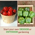 thumbnail image 4 of Harris Seeds Pepper Currier F1, Large Blocky Bell Peppers, Treated Variety, 100 Count, 4 of 7