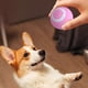 thumbnail image 1 of Juguetes de pelota automáticos, pelota autogiratoria de ABS para jugar a perros gatitos (rosa), 1 of 5