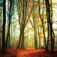 thumbnail image 2 of Van De Goor, Lars 26x26 White Modern Wood Framed Museum Art Print Titled - Colorfall, 2 of 4
