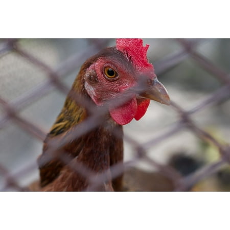 Canvas Print Animals Chickens Hen Domestic Fowl Farm Animal Stretched Canvas 32 x (Best Game Farms For Fowls In Usa)