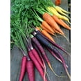 thumbnail image 2 of TomorrowSeeds - Rainbow Mix Carrot Seeds - 1000+ Count - For 2026 Planting Purple Red Yellow Orange, 2 of 11