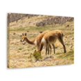 thumbnail image 2 of Vicuna Hunting Vicuna on Hunt Print Animal Wall Art Wildlife Canvas Prints Wall Art Ready to Hang Unframed, 2 of 18