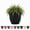 Black, variant on Bloem Ariana 6" Vanilla Bean Round Self-Watering Resin Planter Pot - Rolled Rim Indoor and Outdoor Gardening Planter
