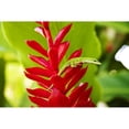 thumbnail image 2 of USA  Green Anole Lizard On Red Ginger Plant; Hawaii Islands Poster Print, 2 of 2