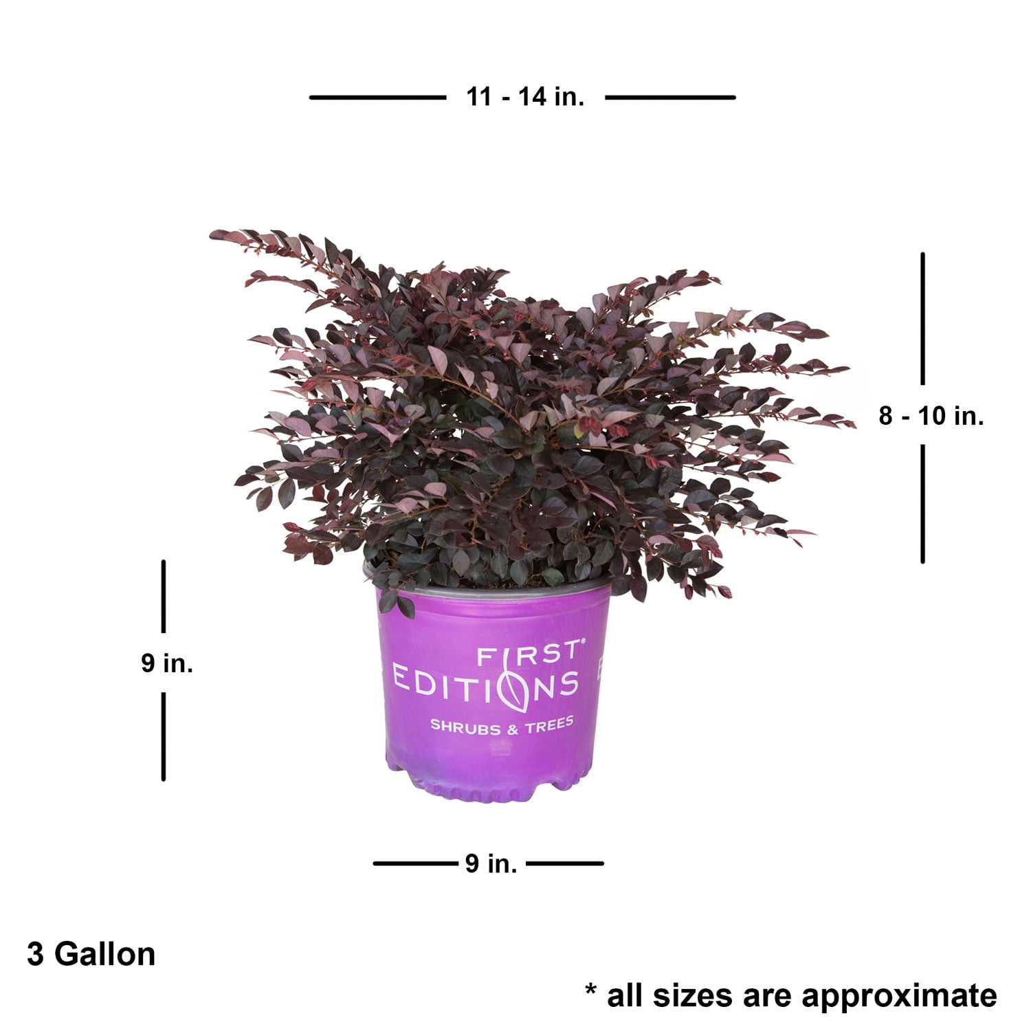 First Editions Crimson Fire Dwarf Loropetalum Live Shrub in 3-Gallon Grower Pot