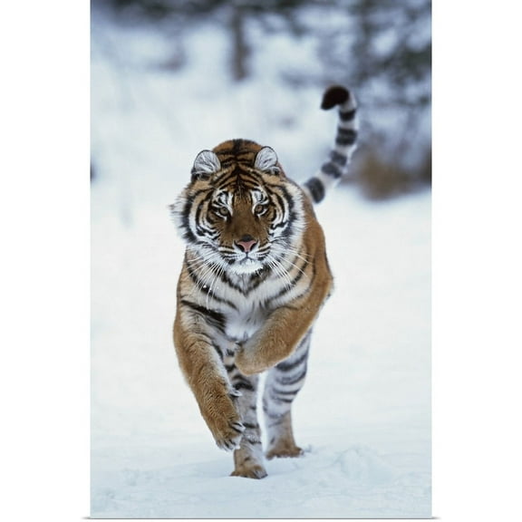GBC | "Siberian Tiger Running In The Snow" Art Print - 20x30