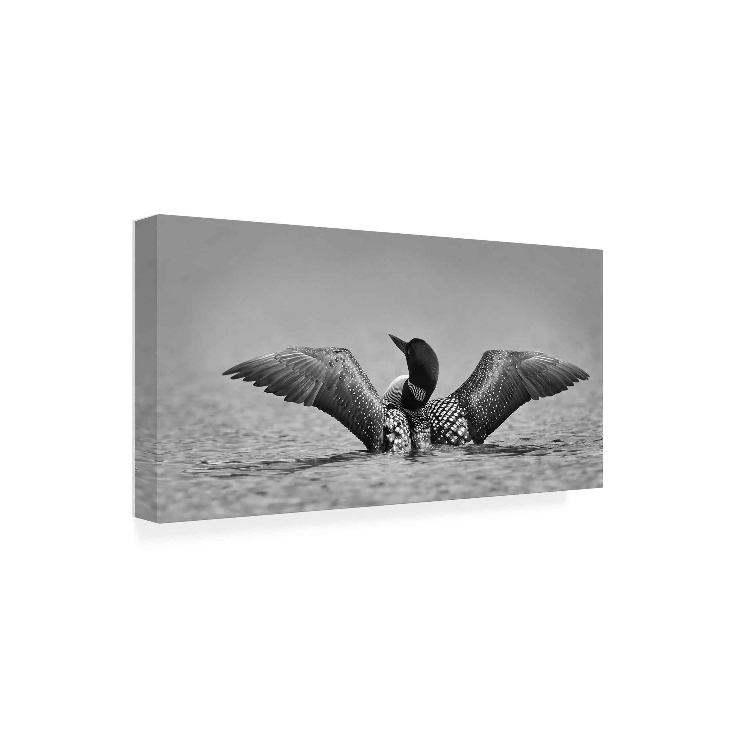 Jim Cumming 'Common Loon In Black And White' Canvas Art