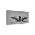 thumbnail image 3 of Jim Cumming 'Common Loon In Black And White' Canvas Art, 3 of 3