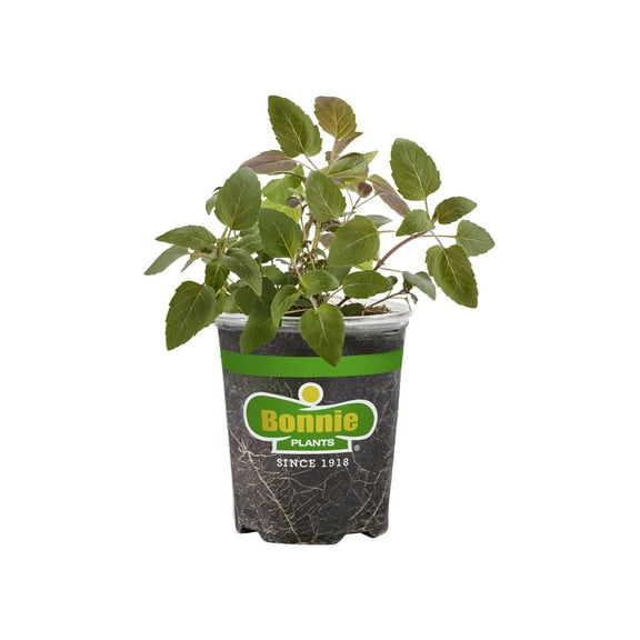 Bonnie Plants Bee Balm 19.3 oz.