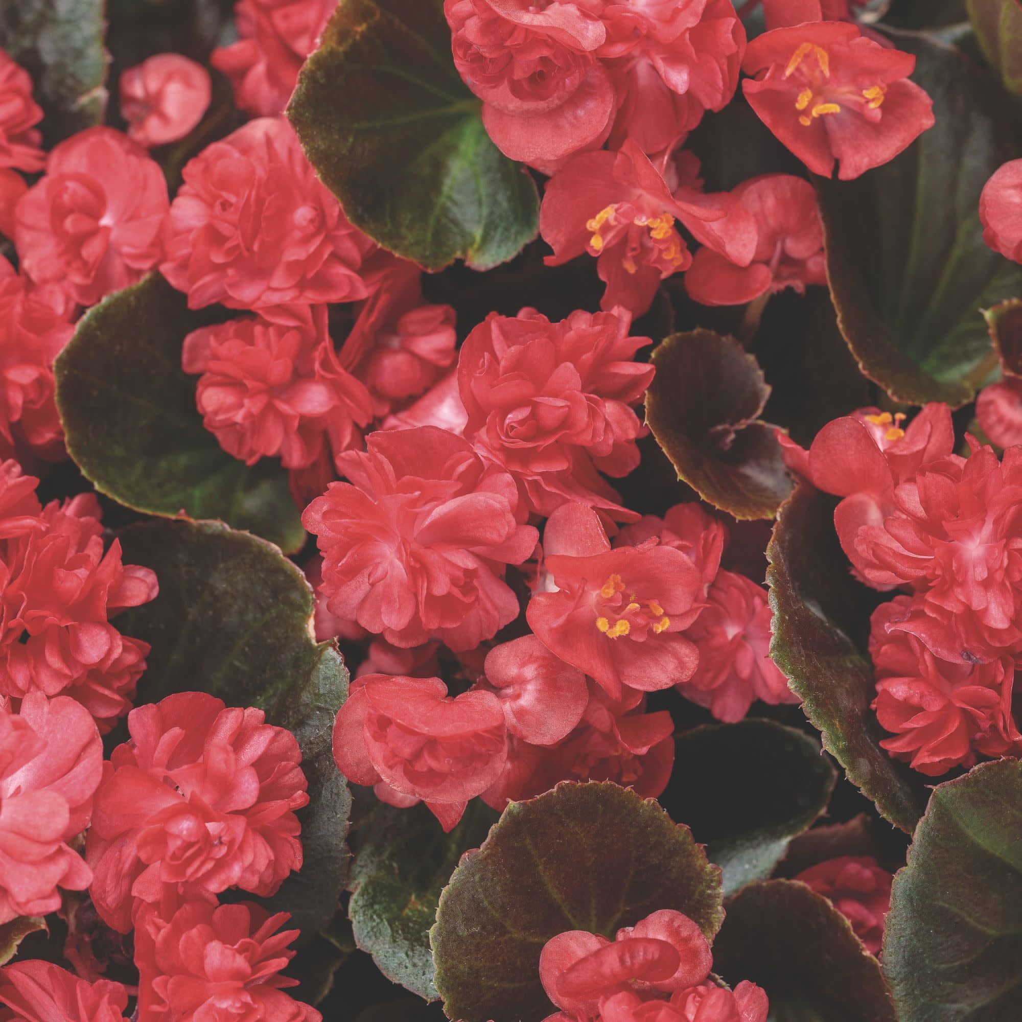 Proven Winners 4" Double Up Red Begonia Live Plant in 4.25" Pot (4 Count)