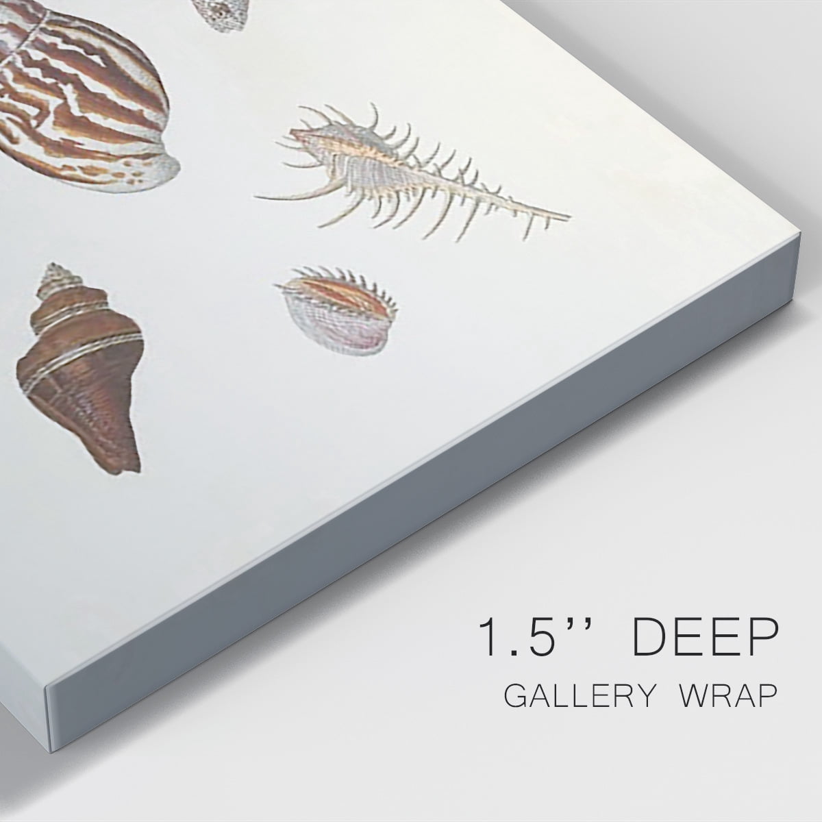Knorr Shells & Coral IX Premium Gallery Wrapped Canvas - Ready to Hang
