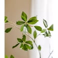 thumbnail image 5 of Faux Pieris Branch Stem, 5 of 6