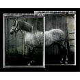 thumbnail image 2 of Friedman, Susan 18x15 White Modern Wood Framed Museum Art Print Titled - Equine Double Take IV, 2 of 4