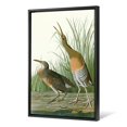 thumbnail image 1 of John James Audubon Salt Water Marsh Hen Framed Poster, 1 of 1