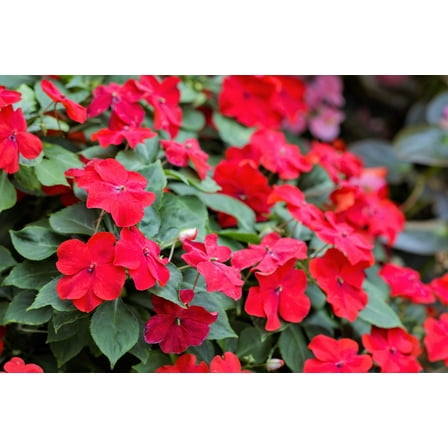 50 DWARF RED IMPATIENS Scarlet Walleriana Sun or Full Shade Flower Seeds