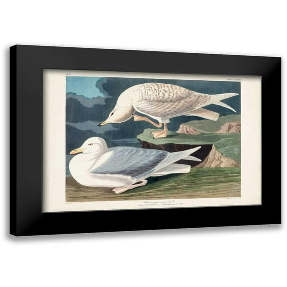 Audubon, John James 14x11 Black Modern Framed Museum Art Print Titled - Pl 282 White-winged Silvery Gull