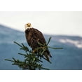thumbnail image 2 of Hellmann, Stan 24x18 White Modern Wood Framed Museum Art Print Titled - Bald Eagle I, 2 of 4