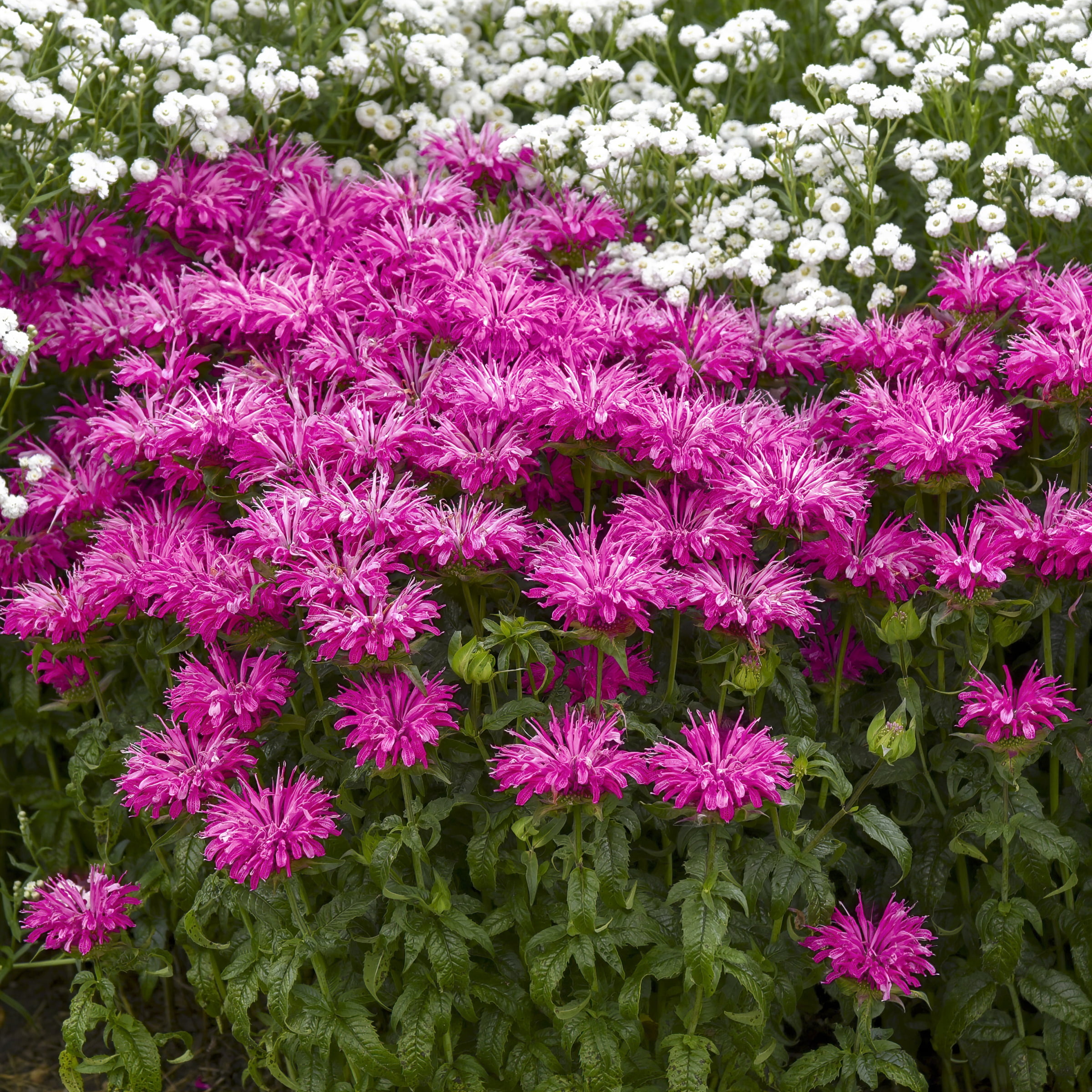National Plant Network 3.25 in. Monarda Electric Pink Bee Balm Plant (3-Pack)