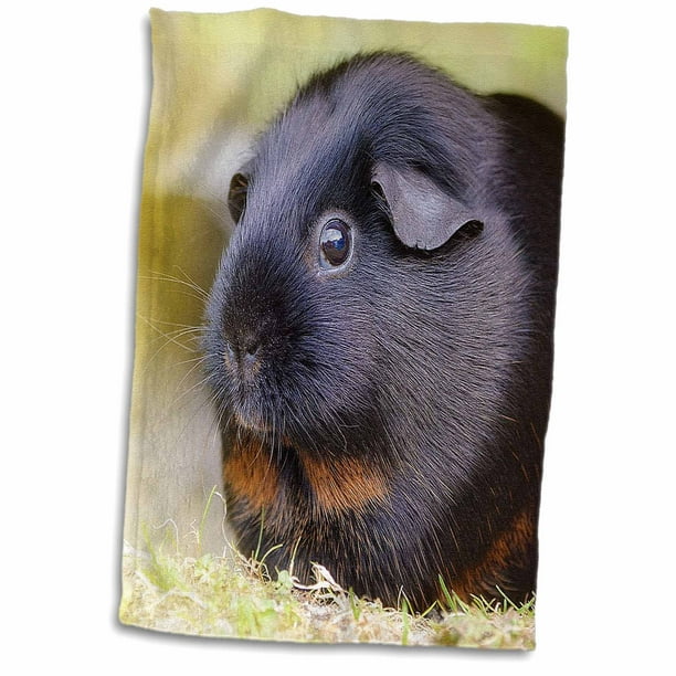 3drose Black Guinea Pig Towel 15 By 22 Inch Com 3drose Black Guinea Pig Towel 15 By, Can You Use Microfiber Towels For Guinea Pig Bedding
