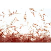 Brine Shrimp Artemia Eggs, Premium Grade 90% Hatch Rate from the Great Salt Lake, Utah, USA…2oz Bottle
