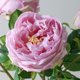 thumbnail image 2 of 5 uds Flores Rosas Artificiales Sincero Rosas De Seda Para Boda, 2 of 3