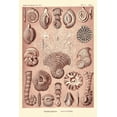 thumbnail image 2 of Haeckel, Ernst 13x18 White Modern Wood Framed Museum Art Print Titled - Haeckel Nature Illustrations: Talamophora, Formanifera, Rhisopods - Rose Tint, 2 of 4