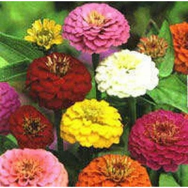 500 Mixed Colors California Giant Zinnia Elegans flower seeds showcasing vibrant blooms in white, yellow, orange, purple, pink, red, and striped patterns. These easy-to-grow flowers attract birds, bees, and butterflies, and are displayed in full bloom with layered petals and green foliage in the background.