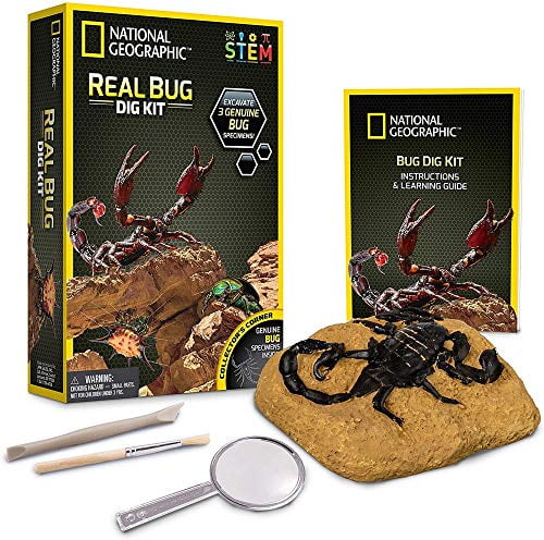 Real Bug Dig Kit Up 3 Insects Including Spider Fortune Beetle & Scorpion Great S 