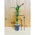 thumbnail image 3 of Lucky Bamboo 6&rdquo;6&rdquo;8&rdquo; in Premium Ceramic Vase, 3 of 6