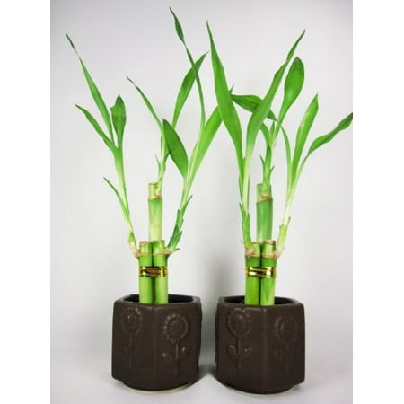 9GreenBox - Live 3 Style Party Set of 2 Bamboo Plant Arrangement w/ Ceramic