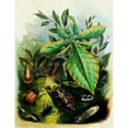 thumbnail image 2 of Henry Noel Humphreys 15x18 Gold Ornate Wood Frame and Double Matted Museum Art Print Titled - The Butterfly Vivarium or Insect Home Pl 6 (1858), 2 of 4