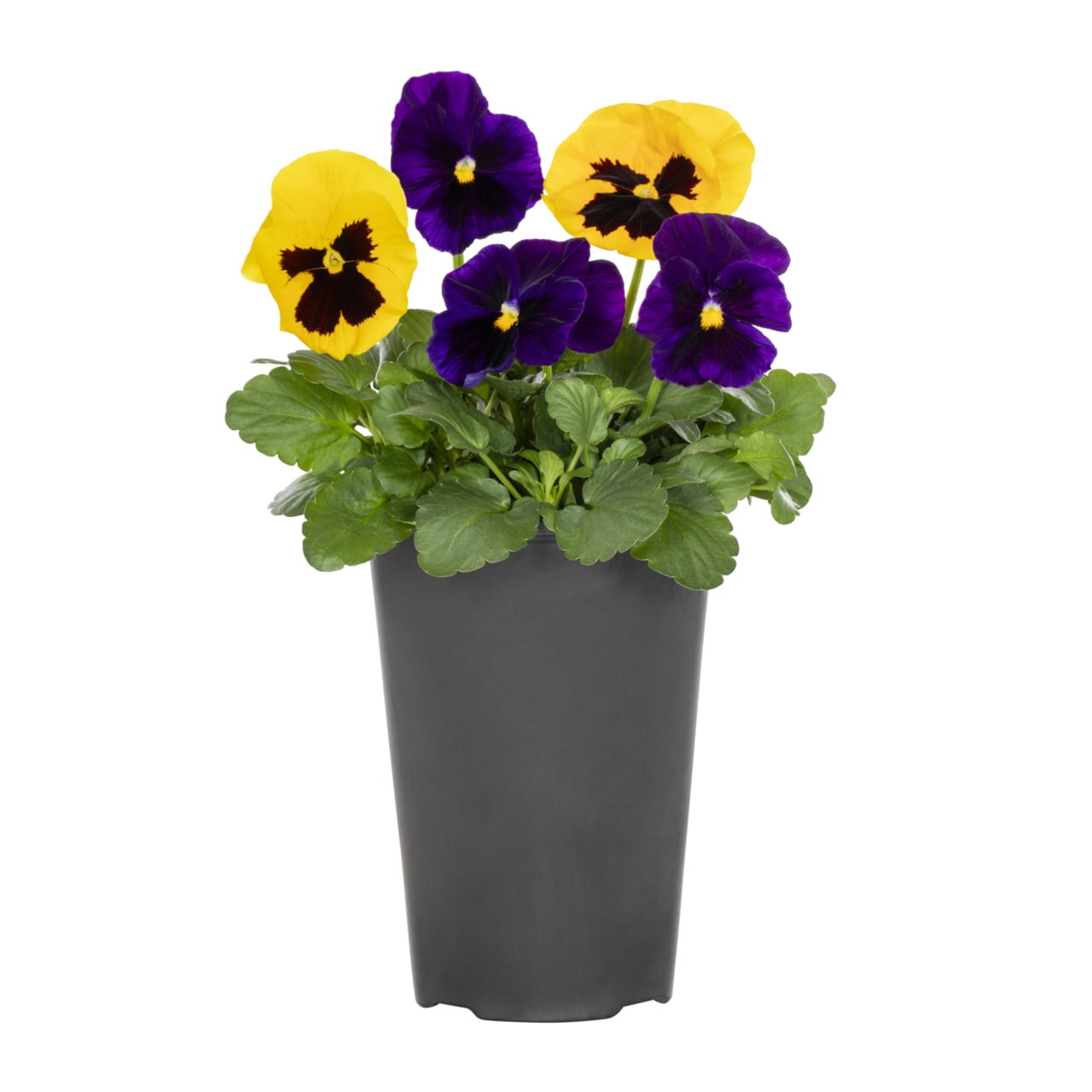 Expert Gardener 2.5QT Multicolor Pansy Live Plants with Grower Pot