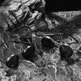 thumbnail image 5 of Lentes De Sol Polarizadas Redondas Uv400  Malubero, Negros, 5 of 5