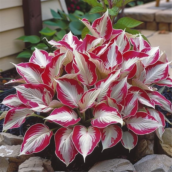 `Hosta Flower, Low Maintenance, Suitable for Garden Beds, Borders, Pots and Planters`