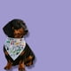 thumbnail image 4 of PAÑUELO PARA PERRO TALLA L CON COLLAR DOBLE VISTA USA - NY, 4 of 7