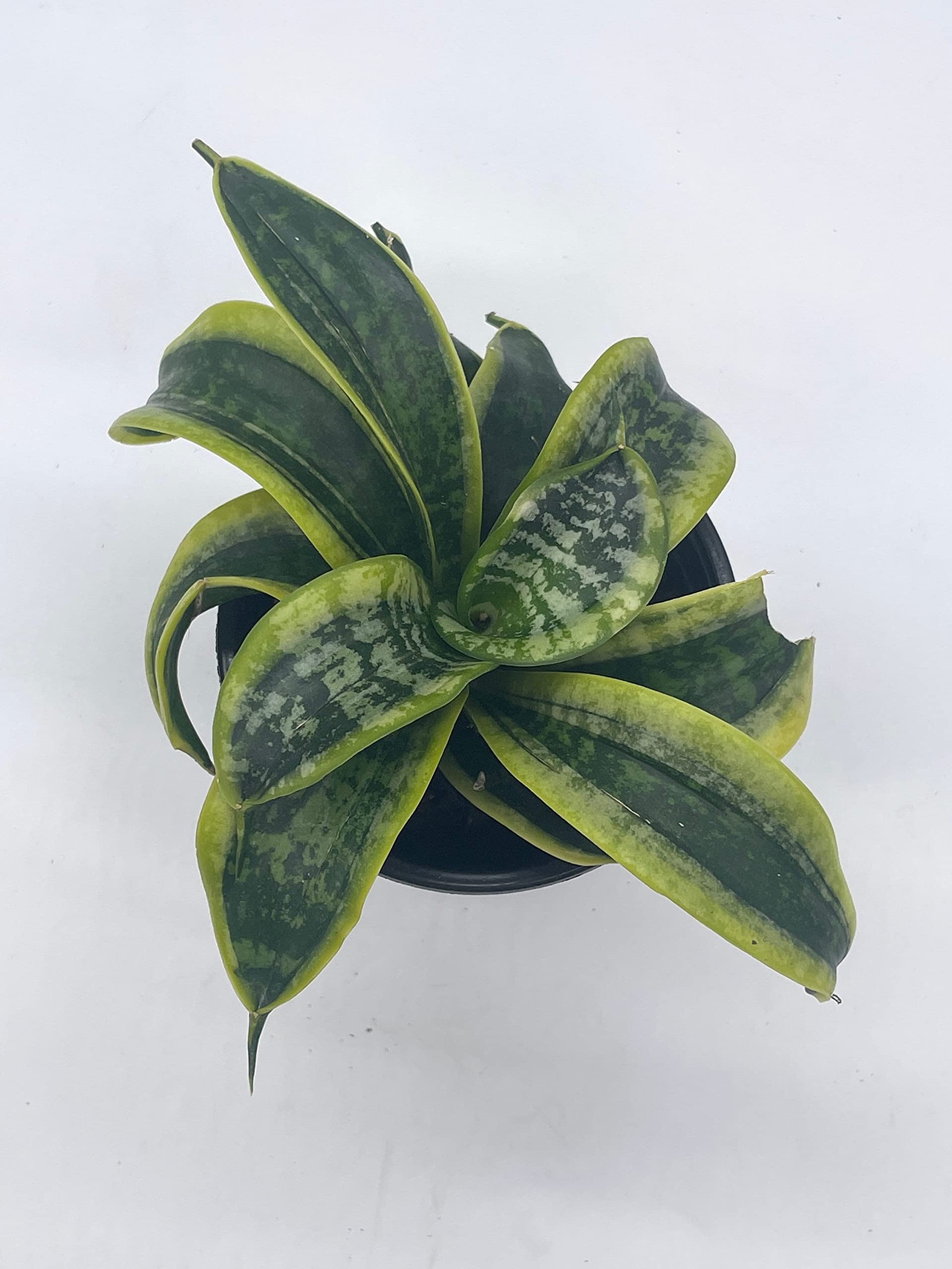 tiger succulent plant Tiger Tooth Aloe main image 1