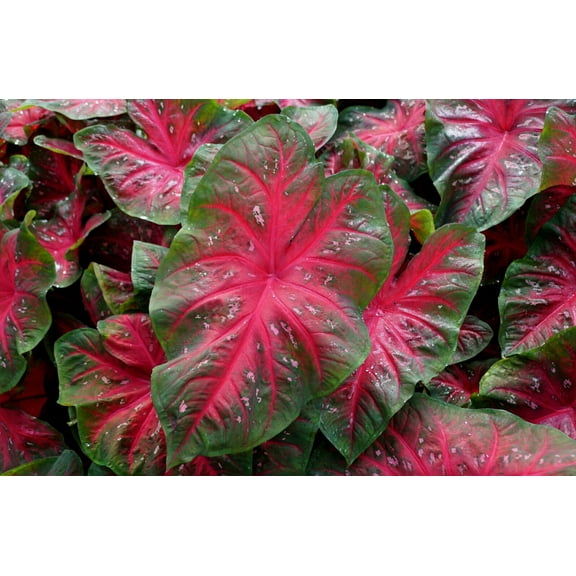 Caladium Red Flash or "Party Punch" (3 Bulbs) - Flourishing Venture