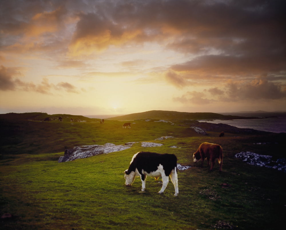 Posterazzi Cattle M