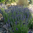 thumbnail image 4 of Plant Good Seed Ivan's Pride Lavender Seeds for Planting: Perennial Container Plant, 50 Seed Packet, 4 of 11