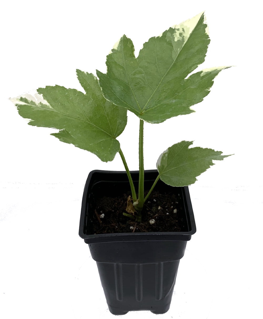 Variegated Fatsia Japonica Variegata Japanese Aralia Indoor 2 5 Pot Walmart Com Walmart Com