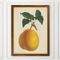 thumbnail image 3 of Wexford Home Antique Pear Botanical II-Framed - Maple - 22X30, 3 of 4
