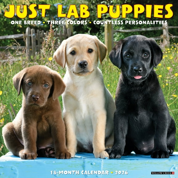Lab Puppies 2026 Wall Calendar