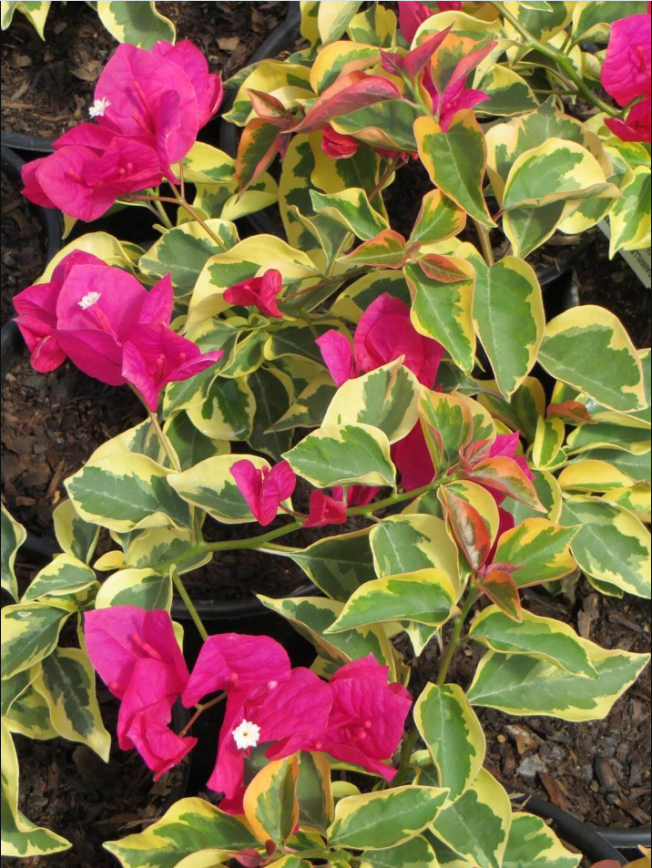 Set 2 Raspberry Ice Bougainvillea Live Starter Plants for Planting, Pink Bougainvillea Plants, Well Rooted, 4 to 6 Inch Tall, Ship No Pot