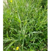 Earthcare Seeds - Wild Arugula 1000 Seeds (Diplotaxis Tenuifolia) Heirloom - Open Pollinated