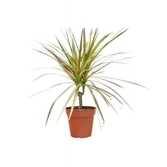 House Plant 4-DRACAENA-RED.MARGINED 4 in. Pot Dracaena Red Margined Plant