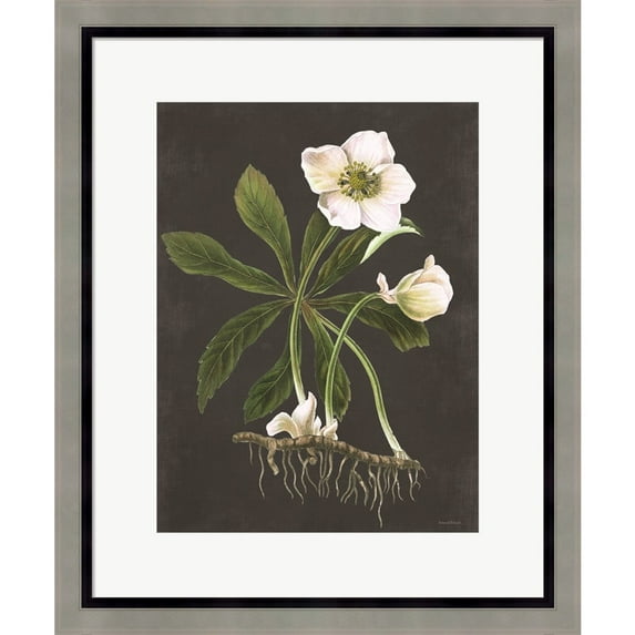 Great Art Now Hellebore by Lettered & Lined, Framed Wall Art, 19W x 23H