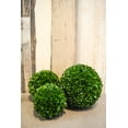 thumbnail image 5 of Admired By Nature ABN5P013-GRN-2 6 in. Faux Preserved Artificial Boxwood Ball Topiary Plant - Set of 2, 5 of 5
